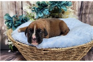 Rodrigo - Boxer for sale
