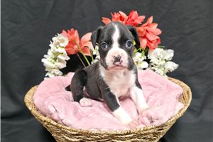 Bessie - Boxer for sale