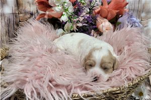 Lyric - puppy for sale