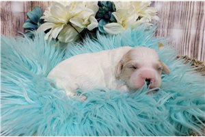 Lennox - puppy for sale