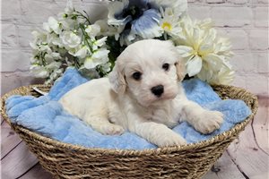 Leon - Cavachon for sale