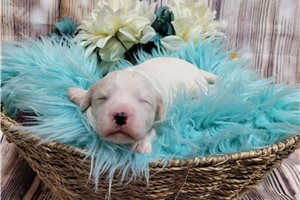 Leon - puppy for sale