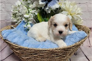 Lennox - Cavachon for sale