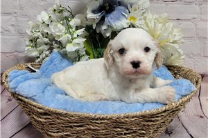 Louis - Cavachon for sale