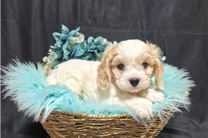 Leon - Cavachon for sale