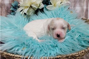 Leighton - Cavachon for sale