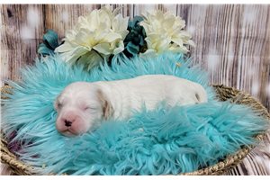 Louis - puppy for sale