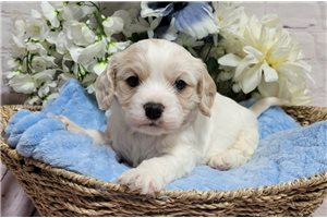 Leighton - Cavachon for sale