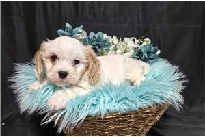 Louis - Cavachon for sale