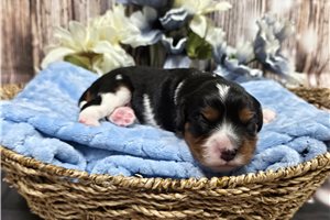 Banner - Cavalier King Charles Spaniel for sale