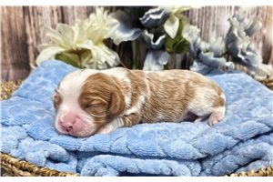 Brixx - puppy for sale
