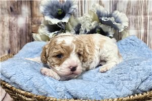 Kole - Cavapoo for sale