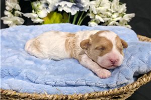 Kole - Cavapoo for sale