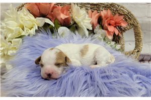 Harriet - Cavapoo for sale