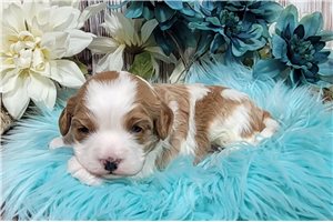 Saint - puppy for sale