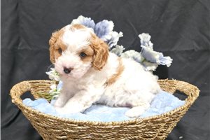 Kurt - Cavapoo for sale