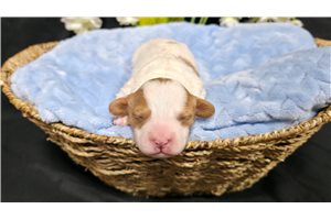 Kurt - puppy for sale