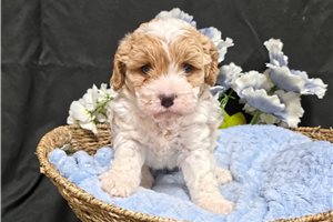 Kole - Cavapoo for sale