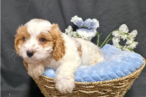 Kurt - Cavapoo for sale
