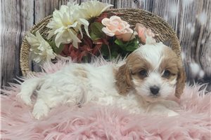 Hattie - Cavapoo for sale