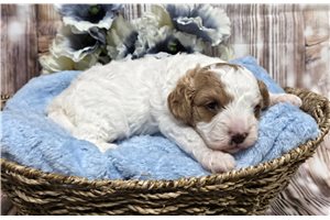 Kurt - Cavapoo for sale