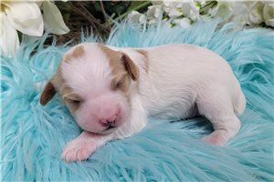 Harper - Cavapoo for sale