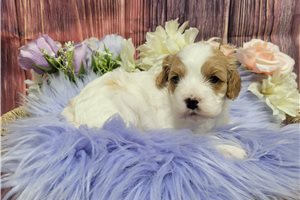 Hattie - Cavapoo for sale