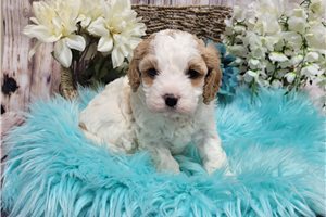 Sullivan - Cavapoo for sale