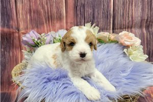 Haven - puppy for sale