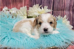Harry - puppy for sale