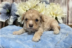 Price - Cavapoo for sale