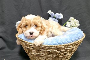 Kole - Cavapoo for sale