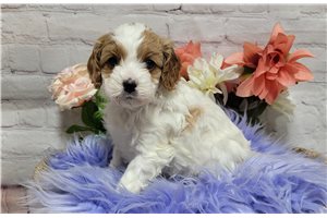 Hattie - Cavapoo for sale