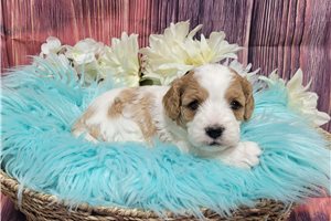 Harris - Cavapoo for sale
