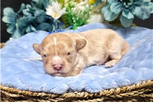 Price, a Cavapoo puppy