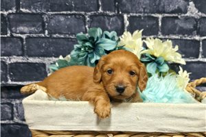 Lucas - Dachshund, Mini for sale