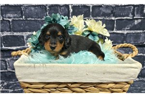 Liam - Dachshund, Mini for sale