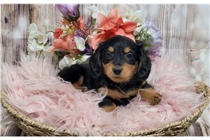Luna - Dachshund, Mini for sale