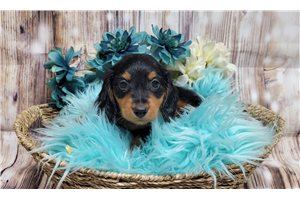 Liam - Dachshund, Mini for sale