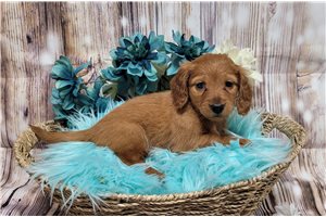 Lucas - Dachshund, Mini for sale