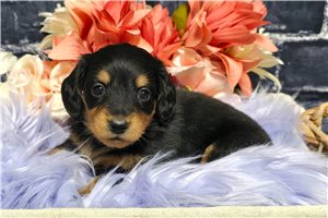Luna - Dachshund, Mini for sale