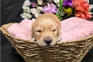 Jocelyn - Golden Retriever for sale