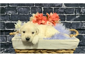 Delilah - puppy for sale