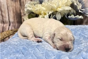 Valor - Golden Retriever for sale