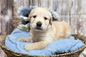 Jasper - Golden Retriever for sale
