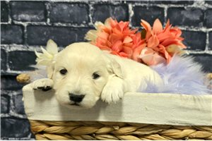 Katalina - Golden Retriever for sale