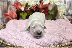 Veronica - puppy for sale