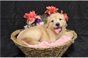 Jaime - Golden Retriever for sale