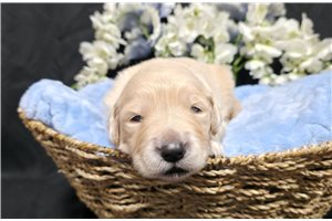 Josiah - puppy for sale