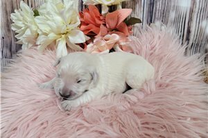 Kate - Golden Retriever for sale